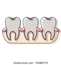 teeth with tooth root view in watercolor silhouette vector illustration