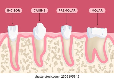 Teeth types. Human teeths type medical banner, molar premolar incisor canine tooth root mouth oral anatomy dental hygiene orthodontist educational poster vector illustration original artwork