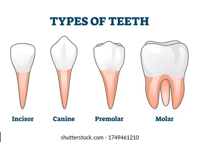 Teeth types vector illustration. Various healthy human tooth examples collection. Oral mouth stomatoligical elements comparison. Anatomical Incisor, canine, premolar and molar visual shape differences