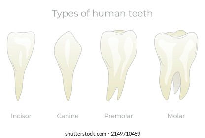 Teeth Types Vector Illustration Various Healthy Stock Vector (Royalty ...