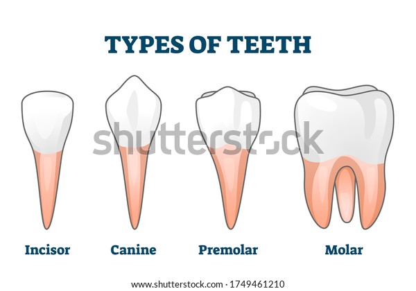 歯の種類のベクターイラスト さまざまな健康な人の歯のサンプルコレクション 口内の口内の口内の口内の成分比較 解剖学的切痕 犬歯 前臼歯 臼歯形の違い のベクター画像素材 ロイヤリティフリー