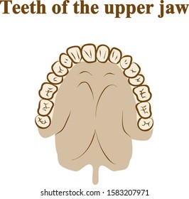 Teeth of the upper jaw. Graphic illustration. Hand drawing, contour of symbol. Medicine and science, human anatomy simple