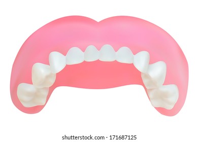 Teeth of the upper jaw. Vector illustration