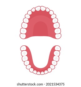 Teeth upper and lower jaw, vector tooth for dental clinic