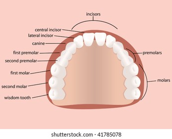 K9 Dental Chart
