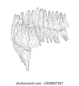 Teeth wireframe. Hand drawn different types of human tooth collection. Dentist graphic template. Engraving fangs and molars. Dental oral care. Toothache treatment. Vector stomatology set. 3D.