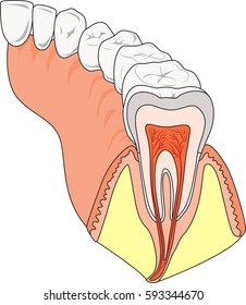 Teeths dentist cartoon