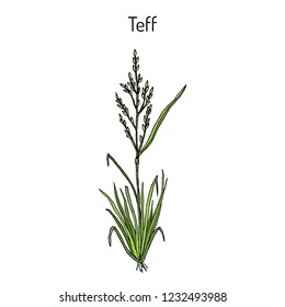 Teff (Eragrostis tef), or Williams lovegrass, or annual bunch grass, cereal crop. Hand drawn botanical vector illustration