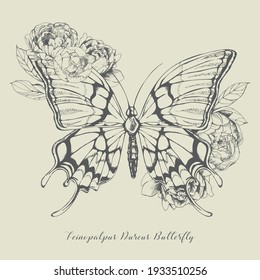 Teinopalpus Aureus Butterfly With Peonies Design Decorative Elements For Birthday, Greeting, Thank You, Wedding, Invitation, Fashion, Beauty, Tattoo Use. 