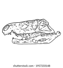 Tekodont reptile fossilized skull hand drawn sketch image. Carnivorous dinosaur fossil illustration
