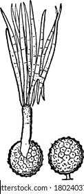 Telento spores that look like spherical balls. The figure in the left part of the image is the one germinating and bearing conidia, vintage line drawing or engraving illustration.