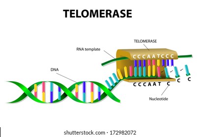 Telomerase is an enzyme that lengthens telomeres by adding on repeating sequences of DNA Telomerase binds to the ends of the telomere via an RNA template that is used for the attachment of new strand