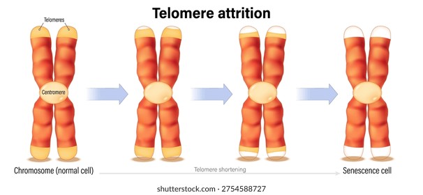 Telomere attrition. Aging process. Chromosomes shorten every time a cell divides. Telomeres become shortened. Hallmarks of aging.