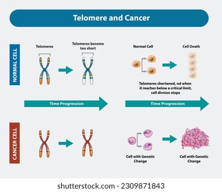 Telomere and Cancer - As a cell begins to become cancerous, it divides more often, and its telomeres become very short. Vector and Illustration
