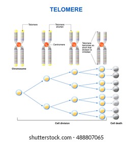 Telomere And Cell Division