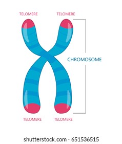 Telomere is the end of a chromosome. Vector illustration flat design