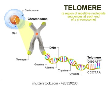 Telomere is a region of repetitive nucleotide sequences at ends of a chromosome. Each time a cell divides, the telomeres become shorter.