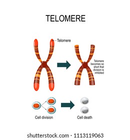 A telomere is a repeating sequence of double-stranded DNA located at the ends of chromosomes. Each time a cell divides, the telomeres become shorter. Vector diagram for scientific and educational use