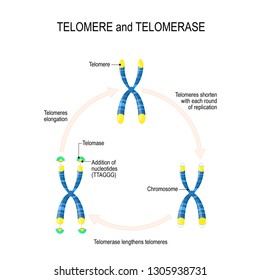 Telomere and telomerase. Aging process. A telomere located at the ends of chromosomes. Each time a cell divides, the telomeres become shorter. vector for medical, educational, biologycal, science use