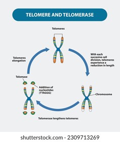 Telomere and Telomerase Vector and Illustration