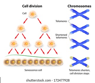 Telomeres ends serve to protect the coding DNA of the genome. When a telomeres shorten to critical lengths, the cell senescence and die off.