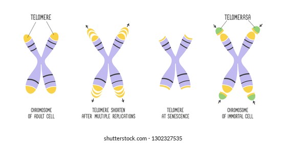 Telomeres and enzyme telomerase. Educational scheme with chromosome structure. Vector