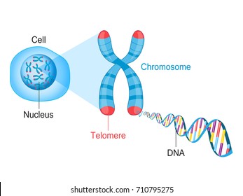 Cromosoma Imagenes Fotos De Stock Y Vectores Shutterstock