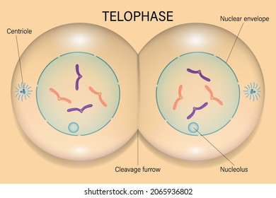 Telophase. Cell Division. Cell Cycle.