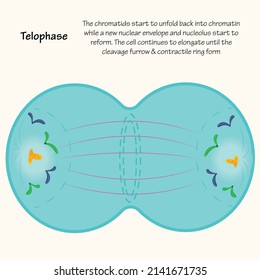 Telophase: The Different Stages Of Mitosis