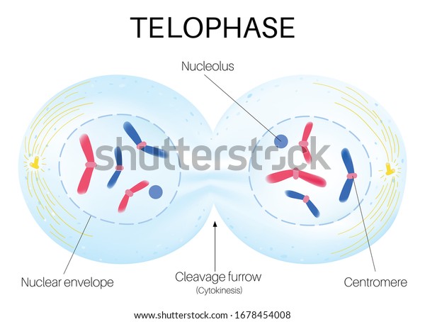 Telophase I