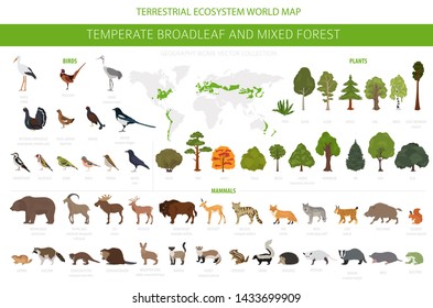Temperate broadleaf forest and mixed forest biome. Terrestrial ecosystem world map. Animals, birds and plants graphic design. Vector illustration svg