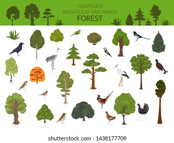 Temperate broadleaf forest and mixed forest biome. Terrestrial ecosystem world map. Animals, birds and plants graphic design. Vector illustration