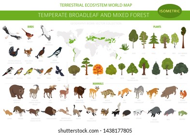 Temperate broadleaf forest and mixed forest biome. Terrestrial ecosystem world map. Animals, birds and plants set. 3d isometric graphic design. Vector illustration svg