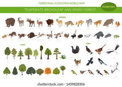 Temperate broadleaf forest and mixed forest biome. Terrestrial ecosystem world map. Animals, birds and plants set. 3d isometric graphic design. Vector illustration