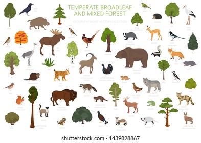 Temperate broadleaf forest and mixed forest biome. Terrestrial ecosystem world map. Animals, birds and plants graphic design. Vector illustration