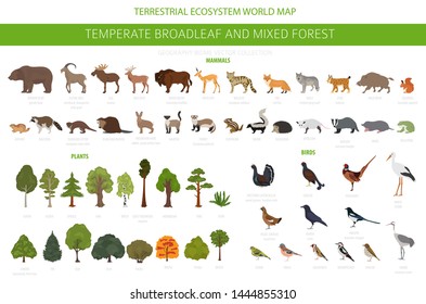Temperate Deciduous Forest Animals List