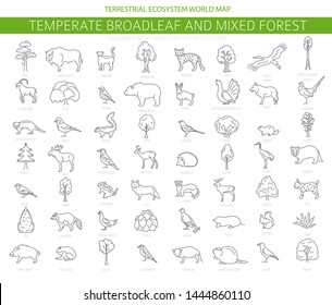 Temperate broadleaf forest and mixed forest biome. Terrestrial ecosystem world map. Animals, birds and plants set. Simple outline graphic design. Vector illustration