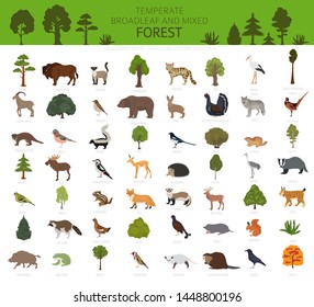 Temperate broadleaf forest and mixed forest biome. Terrestrial ecosystem world map. Animals, birds and plants graphic design. Vector illustration