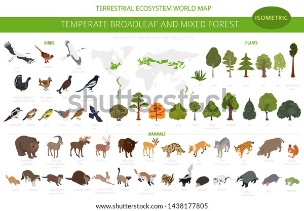 温帯広葉樹林と混合林生物群系 地球生態系の世界地図 動物 鳥 植物がセットされる 3dアイソメグラフィックデザイン ベクターイラスト のベクター画像素材 ロイヤリティフリー