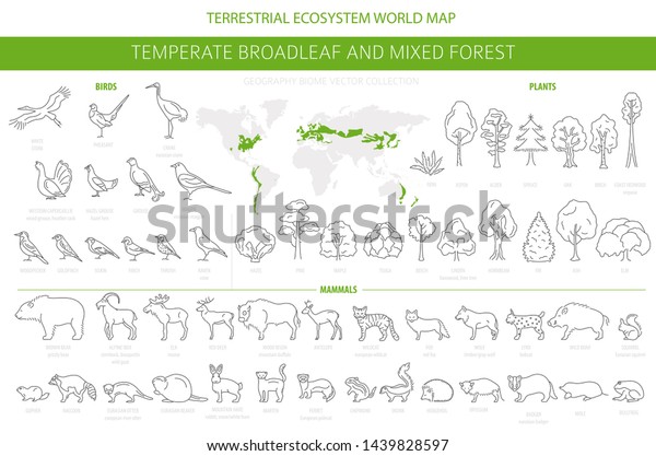 Temperate broadleaf forest\
and mixed forest biome. Terrestrial ecosystem world map. Animals,\
birds and plants set. Simple outline graphic design. Vector\
illustration