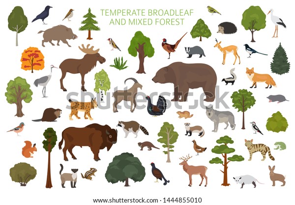 Temperate Broadleaf Forest Mixed Forest Biome Stock Vector (Royalty ...