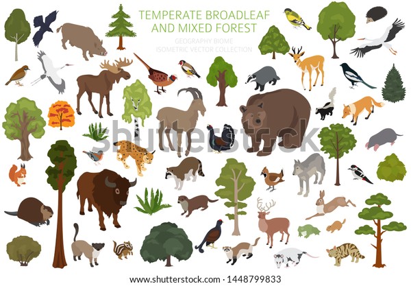 温帯広葉樹林と混合林生物群系 地球生態系の世界地図 動物 鳥 植物がセットされる 3dアイソメグラフィックデザイン ベクターイラスト のベクター画像素材 ロイヤリティフリー