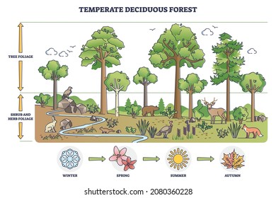 Temperate deciduous forest tree, herbs and shrub foliage description outline diagram. Labeled educational environment vegetation type with changing characteristics based on season vector illustration. svg