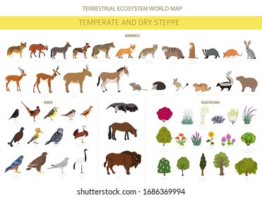 Temperate And Dry Steppe Biome, Natural Region Infographic. Prarie, Steppe, Grassland, Pampas. Animals, Birds And Vegetations Ecosystem Design Set. Vector Illustration