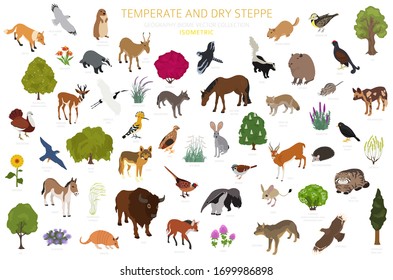 Temperate and dry steppe biome, natural region isometric infographic. Prarie, steppe, grassland, pampas. Animals, birds and vegetations ecosystem design set. Vector il