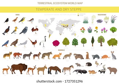 Temperate and dry steppe biome, natural region infographic. Prarie, steppe, grassland, pampas. Animals, birds and vegetations ecosystem design set. Vector illustration svg
