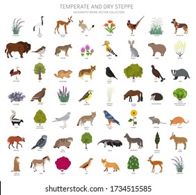 Temperate and dry steppe biome, natural region infographic. Prarie, steppe, grassland, pampas. Animals, birds and vegetations ecosystem design set. Vector illustration