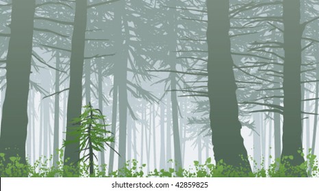 temperate rain forest in mist