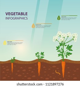 Template for agriculture or botany, biology sign about plant growth. Vegetarian or healthy food, vegan nutrition and vitamin, harvest and nature theme