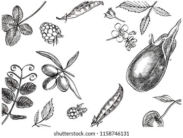 Template background of graphic botanical illustration. Olives, peas, eggplant, raspberries isolated on white background.